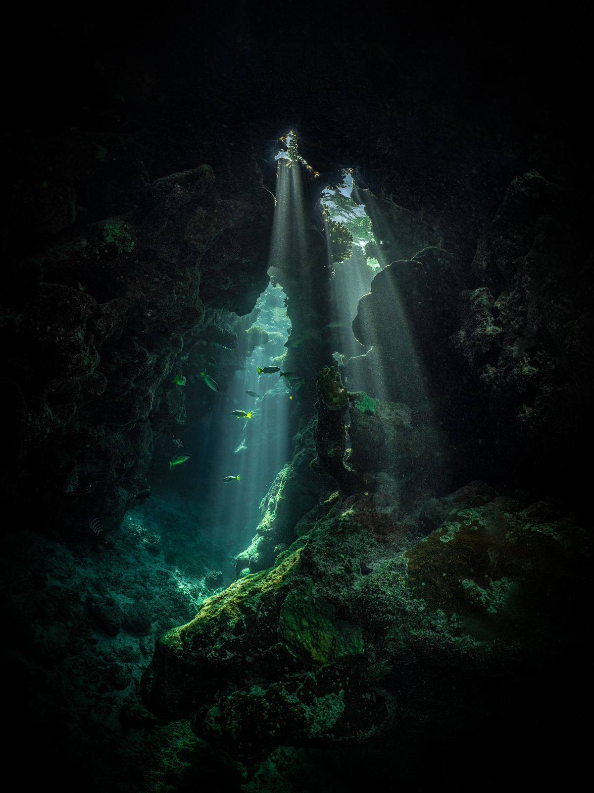 Underwater Art by Alexej Sachov – The Hidden World #2, INC Art Fair Hamburg