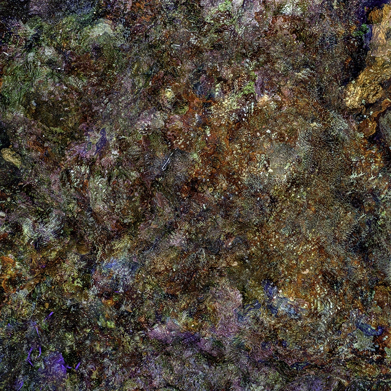 Alexej Sachov, The Jewel of Nature #1 (2025), macro photograph of coral reef surface.