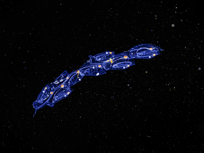 Underwater photograph from the series «Starships» by Alexej Sachov.