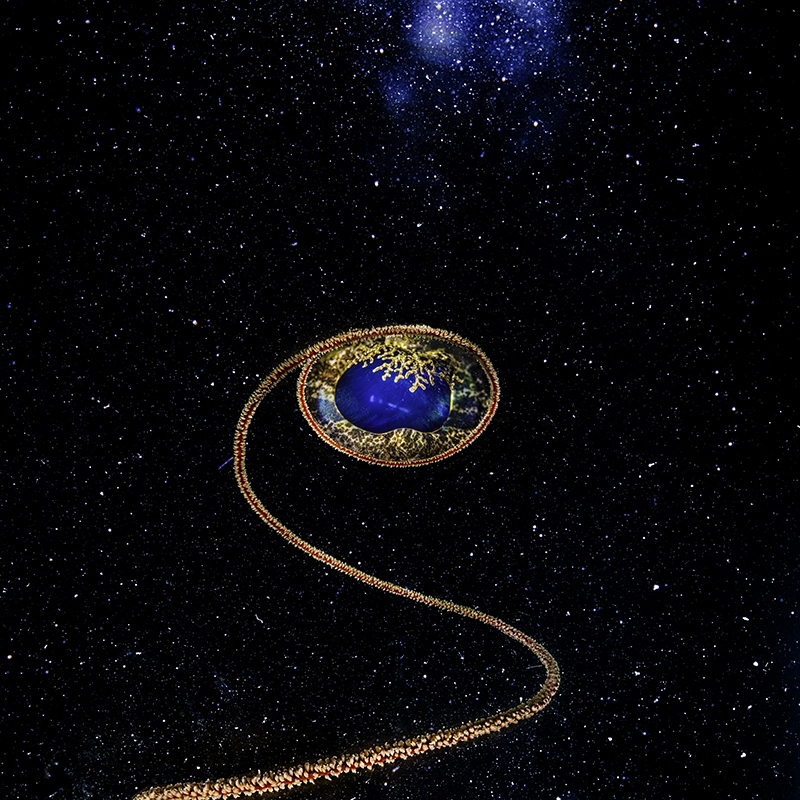 Underwater photograph 'Witness from the Depths' by Alexej Sachov.